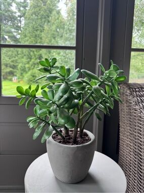 CB2 Faux Green Jade Succulent in Gray Ceramic Pot - Home Accents